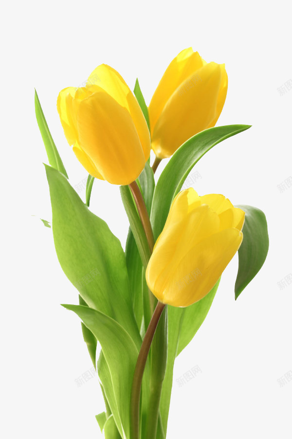 郁金香png免抠素材_88icon https://88icon.com 叶子 植物 花儿 郁金香 黄色的花卉元素
