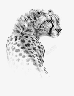 手绘的豹子花纹豹子高清图片