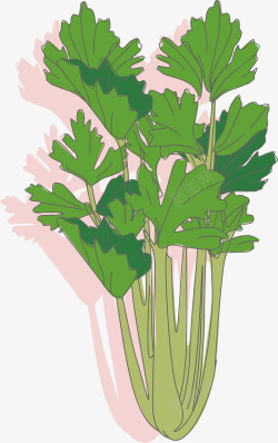 扁平绿色芹菜素材