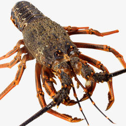 澳洲小青龙虾澳洲进口鲜活大龙虾高清图片