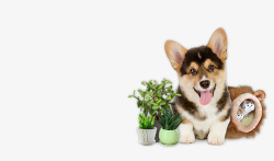 可爱的小狗和绿色的盆栽素材