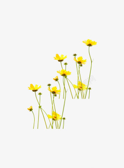 春天的黄色野花素材