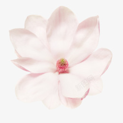 中心价值粉白色香味摊开的玉兰花瓣实物高清图片
