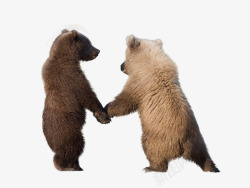 牵手小熊牵手的两只小熊高清图片