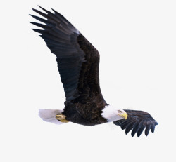 雄鹰优雅的飞翔飞翔的雄鹰高清图片