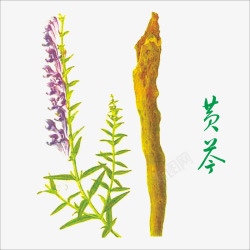 彩色版黄芩高清图片