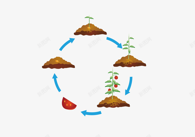 植被生长过程png免抠素材_88icon https://88icon.com 植被 生命周期 生态 生态圈 绿色