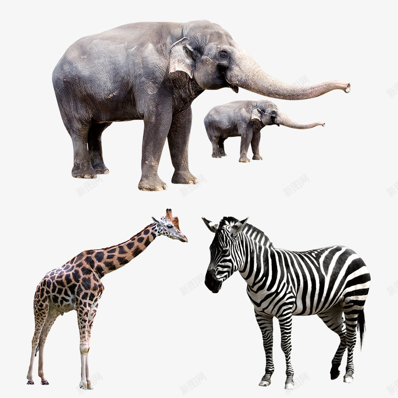 大自然动物psd免抠素材_88icon https://88icon.com 动物 大自然 大象 大象小象 小动物 斑马 象妈妈 长颈鹿