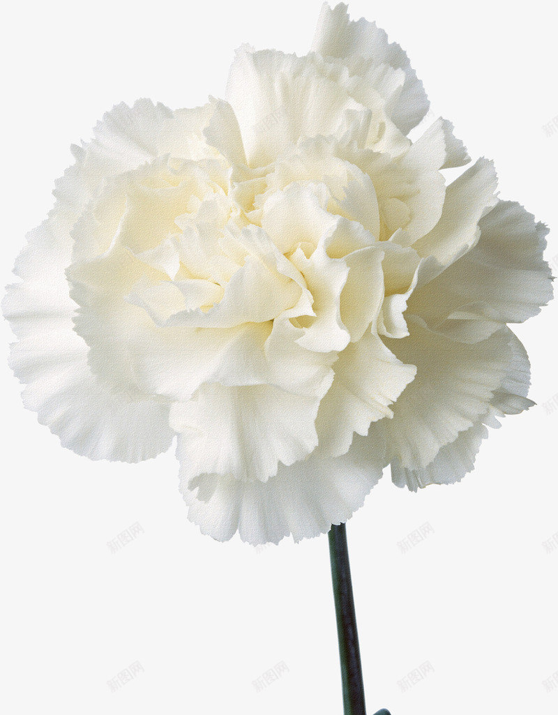 鲜花图案鲜花元素白色康乃馨png免抠素材_88icon https://88icon.com 创意花卉图片 康乃馨 抽象鲜花 母亲节花 白色 花卉 花朵 花束 鲜花素材