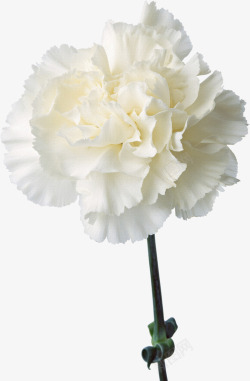 抽象花朵鲜花图案鲜花元素白色康乃馨高清图片