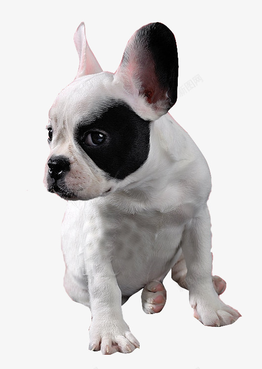 法国斗牛犬png免抠素材_88icon https://88icon.com 动物 毛发 法斗 眼睛 耳朵