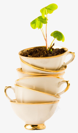 茶杯盆栽植物素材