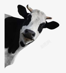 黑白风景装饰画卡通扭头的小牛高清图片
