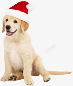 戴着圣诞帽的拉布拉多犬素材