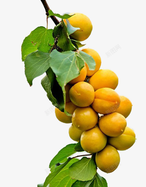 成熟的杏子png免抠素材_88icon https://88icon.com 杏子 杏树 果实 黄色