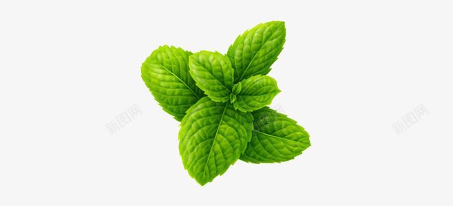 薄荷叶png免抠素材_88icon https://88icon.com 写实 叶子 手绘 绿色 飞舞薄荷叶