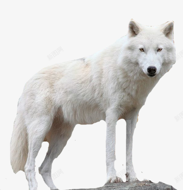 雪白皮毛雪狼png免抠素材_88icon https://88icon.com 它有着巨大的头 细而柔美的 身体和全身 锐利的獠牙 雪地狼群 雪狼