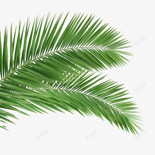 绿色椰子树叶素png免抠素材_88icon https://88icon.com 俯视椰子树 叶子 树叶 植物 装饰品