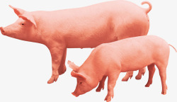 农家猪肉年末开春农家畜牧业动物宣传高清图片
