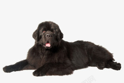 黑色的狗印黑色卡通趴着的狗高清图片