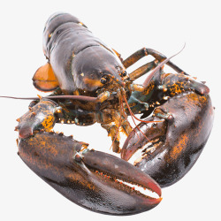 鲜虾实物食物美味海鲜波士顿龙虾高清图片