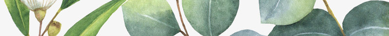 清新手绘树叶装饰背景png免抠素材_88icon https://88icon.com 叶子 手绘 春季 树叶 清新 绿色 背景 自然 花朵