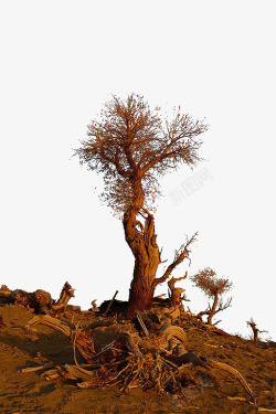 胡杨林枯树的一棵树素材