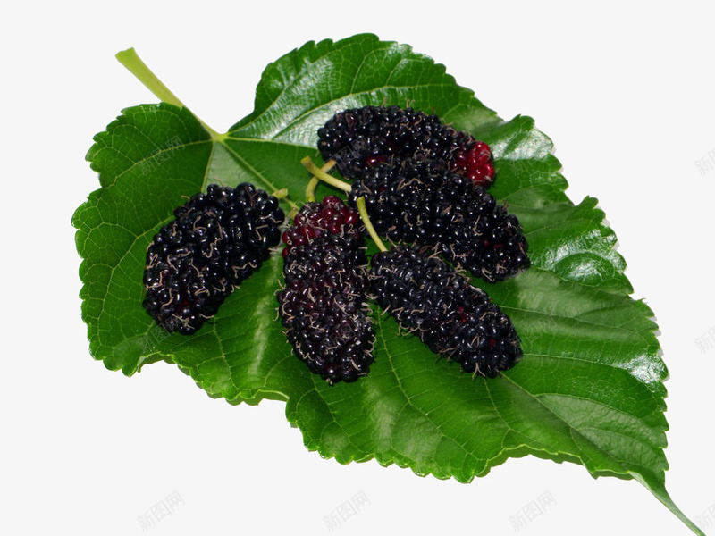 新鲜桑葚png免抠素材_88icon https://88icon.com 叶子 实物 成熟 新鲜桑葚 果实 桑葚 桑葚叶 桑葚桑叶 水果 浆果