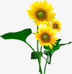 春季黄色植物向日葵素材