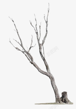 灰白色干枯树枝树干素材