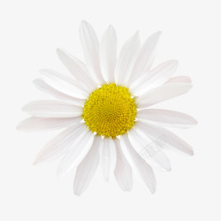 白色菊花图片鲜花图案卡通鲜花白色花朵高清图片