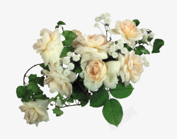 玫瑰花花丛白色花朵高清图片