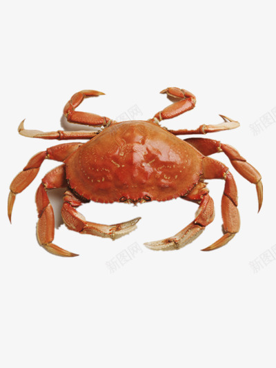 金秋大闸蟹png免抠素材_88icon https://88icon.com 大螃蟹 海鲜食品 黄色