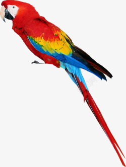 漂亮的羽毛素材彩色鹦鹉高清图片