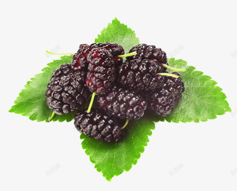 桑葚桑叶png免抠素材_88icon https://88icon.com 实物 新鲜水果 桑葚叶 桑葚桑叶 绿色叶子 美味 高清桑葚图