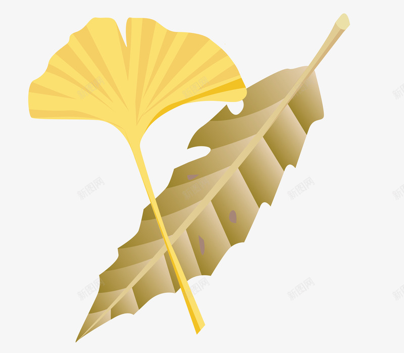 银杏树的树叶png免抠素材_88icon https://88icon.com 树叶 银杏树