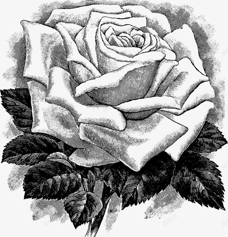 文艺清新花草黑白玫瑰海报装png免抠素材_88icon https://88icon.com 小清新花草装饰 文艺清新花草黑白玫瑰海报设计装饰免费下载 文艺花草PPT制作 植物插画 海报设计 玫瑰纹身 花草包装礼盒 花草插画 花草装饰 黑白手绘玫瑰