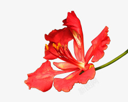 红色的花儿手绘红色凤凰花高清图片