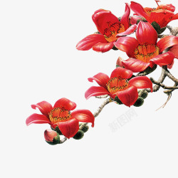 红色抽象树木棉花广州花高清图片
