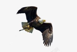 捕食飞鹰自由飞翔高清图片
