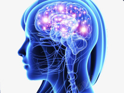 人体神经系统脑系统示意图素材