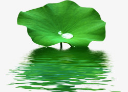 湖里绿色荷叶上的水滴素材