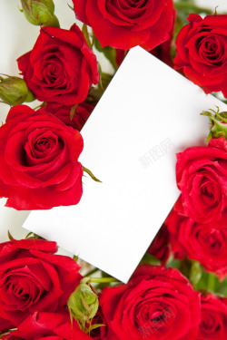 鲜艳红色玫瑰花信封素材