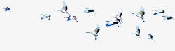 飞翔一群鸟空中飞翔的鸟高清图片