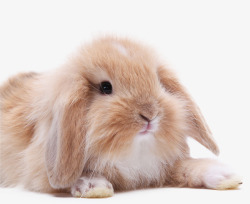 垂耳兔公仔黄色长毛垂耳兔动物高清图片
