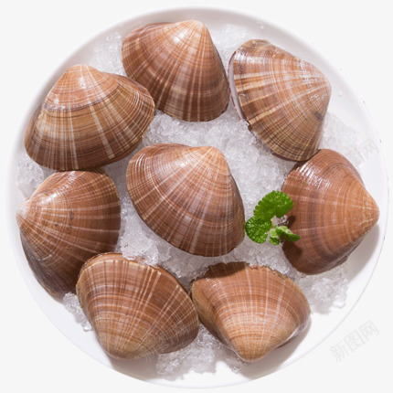 大个鲜活文贝png免抠素材_88icon https://88icon.com 文贝 海鲜 蛤 贝