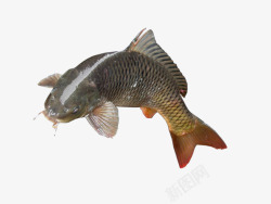 生的草鱼素材