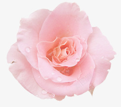 粉红水珠花朵素材