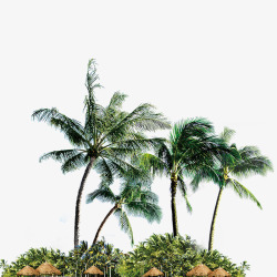 椰子树枝椰子树高清图片