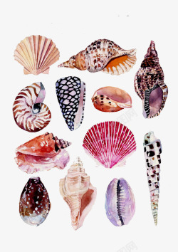 沙滩贝壳海螺素材